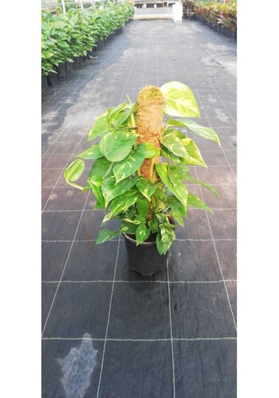 Potos Salon Ev Sarmaşığı Patos Çiçeği Epipremnum 60-70 Cm
