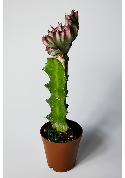 Euphorbia Lactea Cristata Variegata Özel Seri Koleksiyon Aşılı Form 5.5 Cm Saksıda 1 Adet