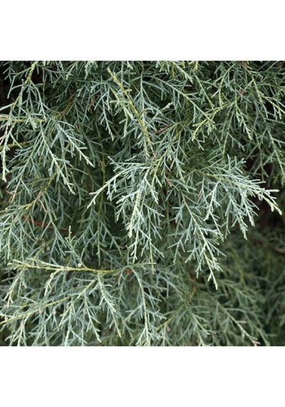 Mavi Servi Fidanı Picea Pungens 50 60 Cm