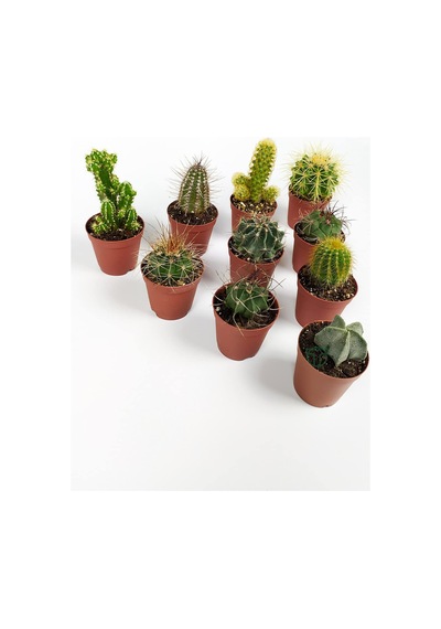10 Lu Kaktüs Set - Özel Türler - 5.5 Cm Saksıda Sku: Smgstkb4c0b43ea8