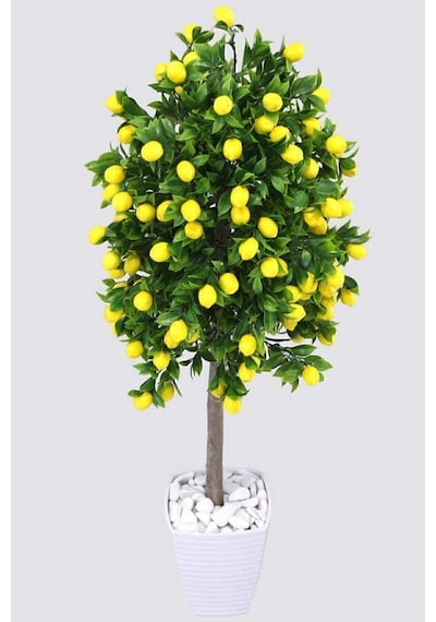 Tüplü Yediveren Limon Ağacı Fidanı