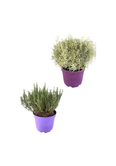 Kekik Lavantin Set Aromatik Yoğun Kokulu