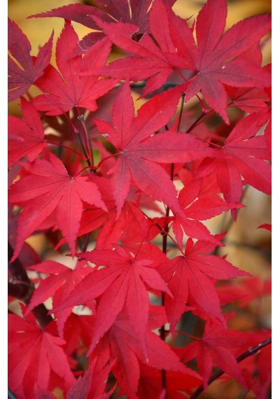 Kırmızı Japon Akçaağacı Acer Palmatum Tohumu 10 Adet