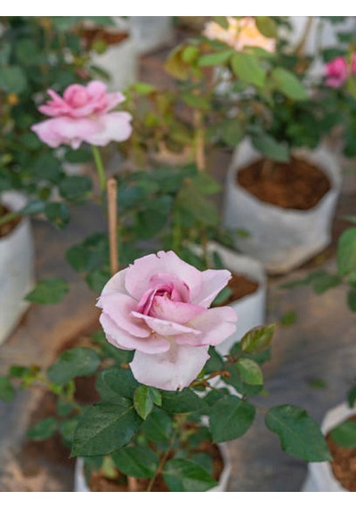 Videolu Sarmaşık Gül Fidanı Kokulu Açık Pembe 80 140 Cm Saksılı Aşılı Gül Pink Rose