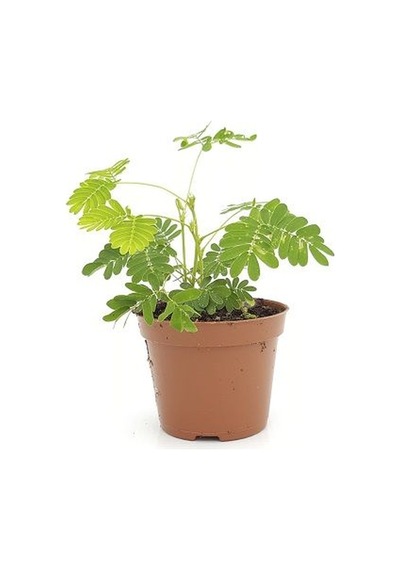 Küstüm Çiçeği Fidanı Fidesi 10-20 Cm
