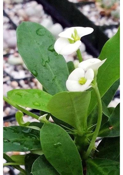 Çok Avantajlı Euphorbia Milii White Dikenler Tacı Beyaz Ev Ofis Salon Iç Mekan Bitkisi - 25 Cm