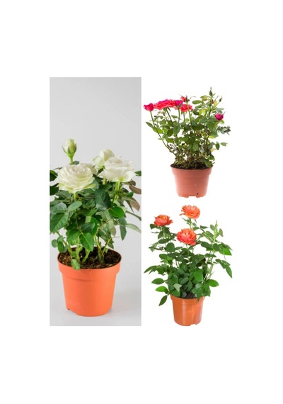 Yediveren Kırmızı Beyaz Ve Turuncu Renkli 30 60 Cm Saksılı Aşılı Gül Tricolor Rose