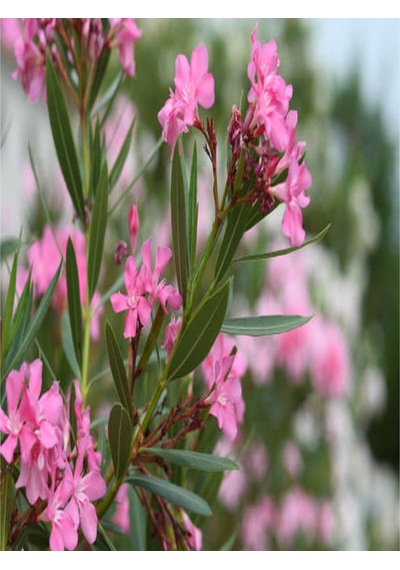 1 Adet Pembe Renk Zakkum Çiçeği Fidanı 40-60 Cm Saksılı Çiçekli Bodur Bitkiler Oleander
