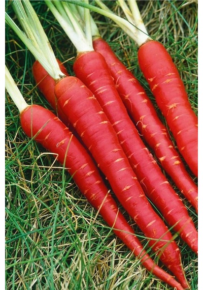 Kırmızı Havuç Tohumu Atomic Red Carrot Atalık