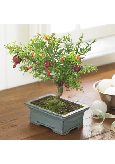 Tüplü Bonsai için Uygun Cüce Süs Narı Fidanı