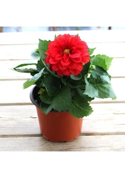 Dalia Fidanı 20 Cm 40 Cm