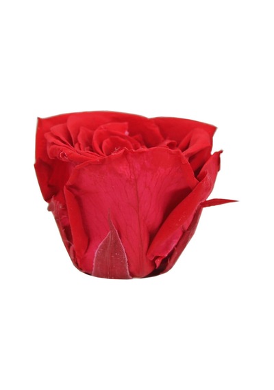 Şoklanmış Solmayan Gül. 5 CM - Kırmızı