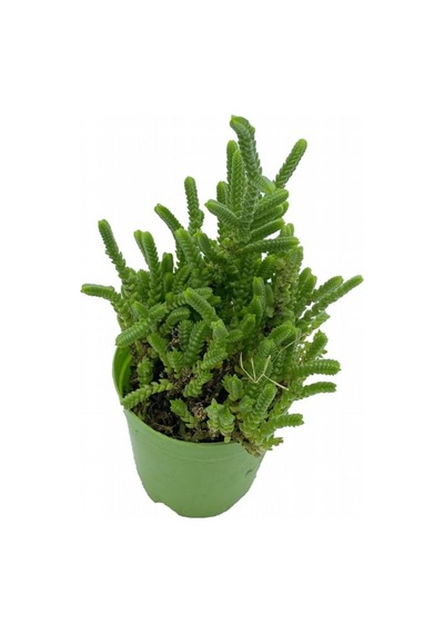 Crassula Muscosa Prenses Çamı