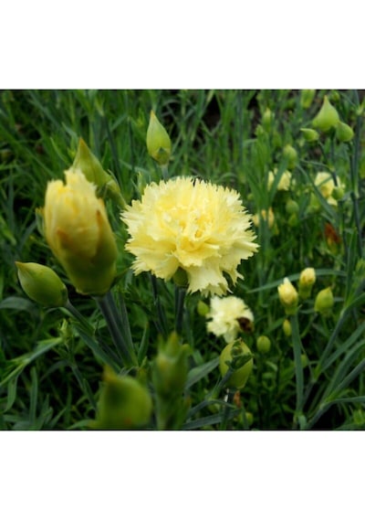 Videolu Kokulu Sarı Karanfil Çiçeği Fidanı 4 Adet Saksılı 30-50cm Salon Bitkisi Carnation Flower Diğer