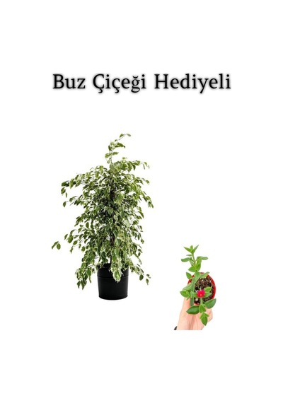Beyaz Alacalı Benjamin Bitkisi Sevgililer Gününe Özel Buz Çiçeği Hediyeli