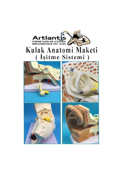Kulak Anatomisi Modeli 1 Adet İnsan İşitme Sistemi Ses Anatomik Modeli Deney Bilim Tıbbi Model Kulak Maketi Masaüstü