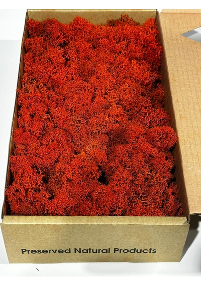 Reindermoss Şoklanmış Norveç Yosunu Terarium Yosunu Kırmızı 500 Gr.