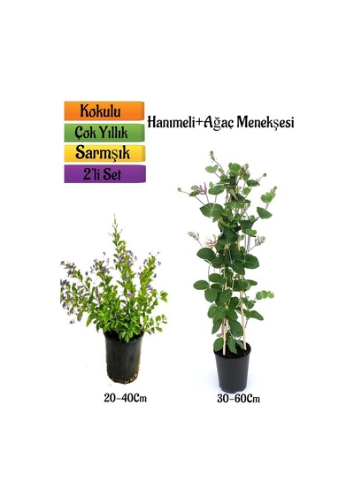 Duranta/mor Ağaç Menekşesi+kokulu Hanımeli Çiçeği Fidanı 2'li Bahçe Peyzaj Seti