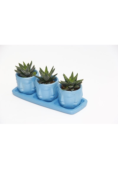 Trio Mavi Adler Sukulent Seti - Haworthia Pumila