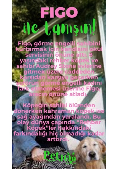 Petjoo 27.Figo Yeşil-Pembe Qr'lı Köpek Künyesi