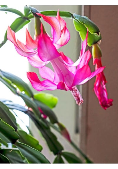 Yılbaşı Çiçeği 1 Adet Saksılı 5-15 Cm Iç Mekan Salon Bitkisi Schlumbergera