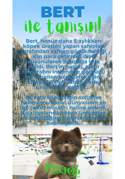 Petjoo 13.Bert Yeşil-Mavi Qr'lı Köpek Künyesi