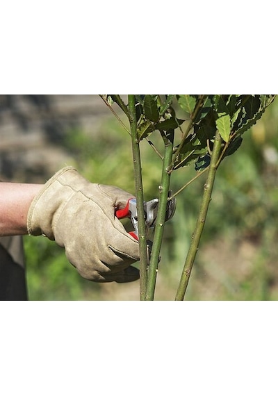 Fidan Köklendirme Hormon East Root® Iba ÇözeLi 250 Cc 8000Ppm