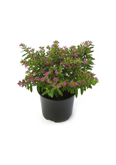 Kufeya Cennet Çiçeği Pembe Fidanı 10-20 Cm