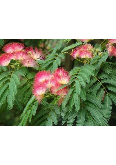 2 Adet Gülibrişim Fidanı Hibiscus Syriacus :