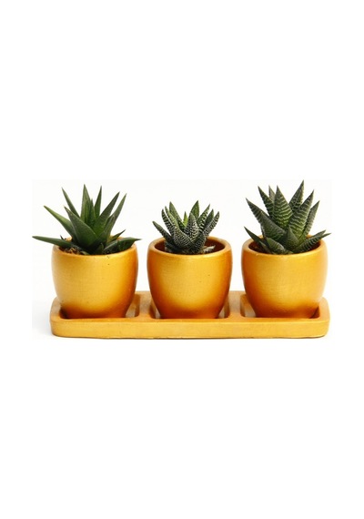 Trio Orange Sukulent Seti - 3lü Haworthia