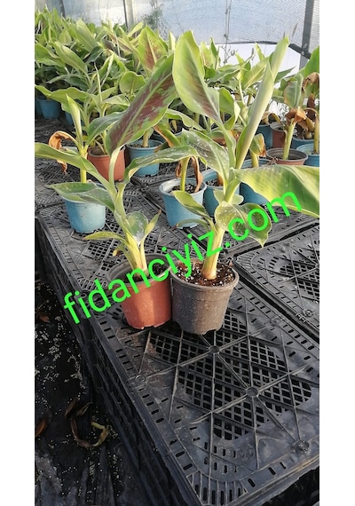 Saksıda Bodur Muz Fidanı