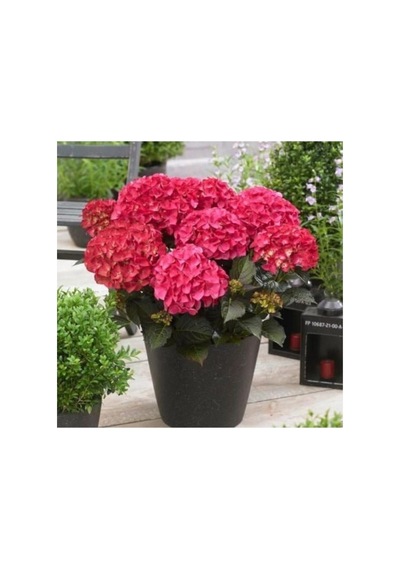 Ortanca Çiçeği Fidanı Tüplü Koyu Pembe Renk 10-20 Cm
