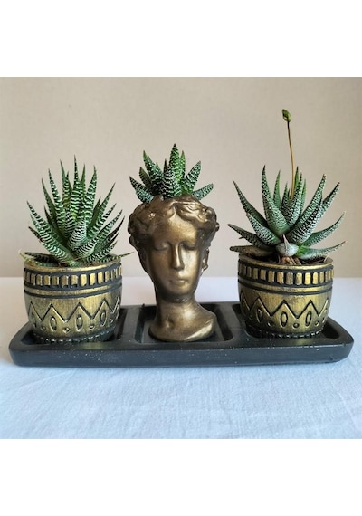 Haworthia 3'lü Sukulent Seti | Helen Gold Serisi