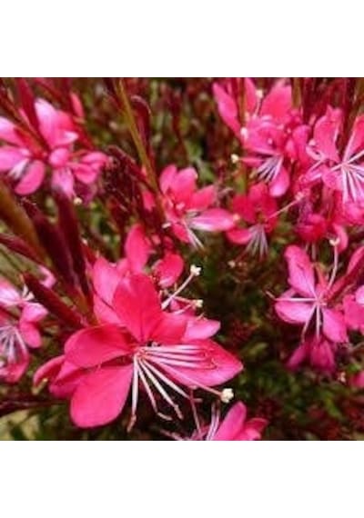 Gaura Çiçeği 30 Adet - Çok Yıllık Dış Mekan Çiçeği