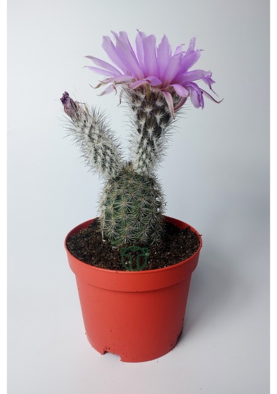 Echinocereus Pectinatus Dekoratif Ve Dayanıklı Kaktüs Çicekli