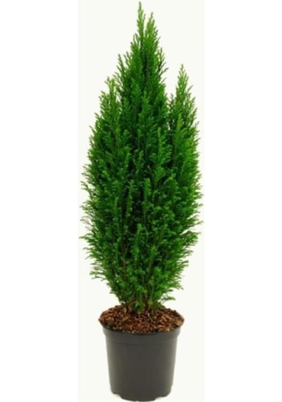 Mavi Salon Çamı Elwoodi Çamı 20-45 Cm