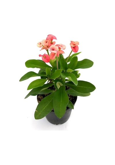 Videolu Pembe Alacalı Milli Dikenler Tacı 1 Adet Saksılı 25-45 Cm Euphorbia