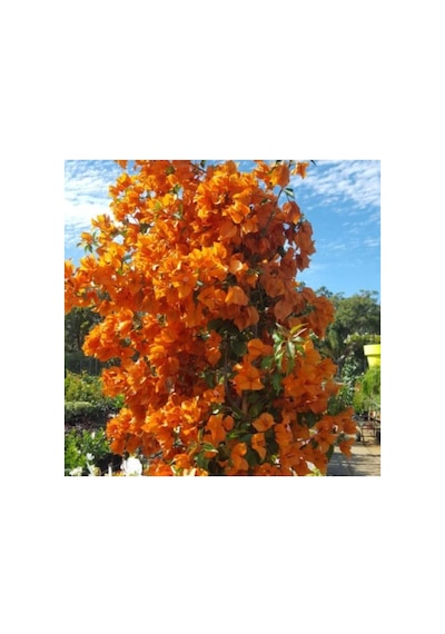 Serada Decor & Plant Turuncu Sarılıcı Begonvil Çiçeği Fidanı 100cm-120cm