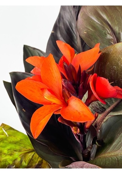 Canna Indicazamabağı Fidanı 10-20 Cm Kırmızı