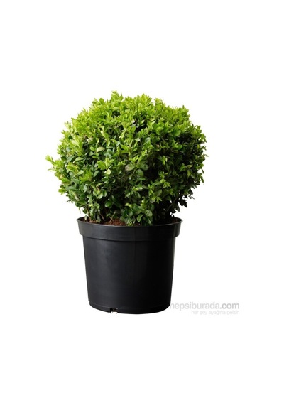 Buxus Sempervirens Şimşir Fidanı 10-20 Cm
