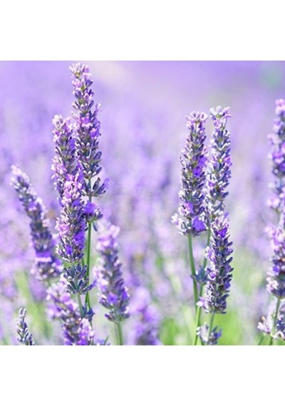 Lavandula Angustifolia Lavanta Çiçeği Tohumu 100 Adet N117489