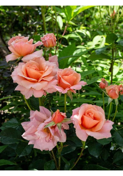 Videolu Gül Fidanı Somon Rengi 40 65 Cm 2 Adet Saksılı Aşılı Gül Salmon-colored Rose