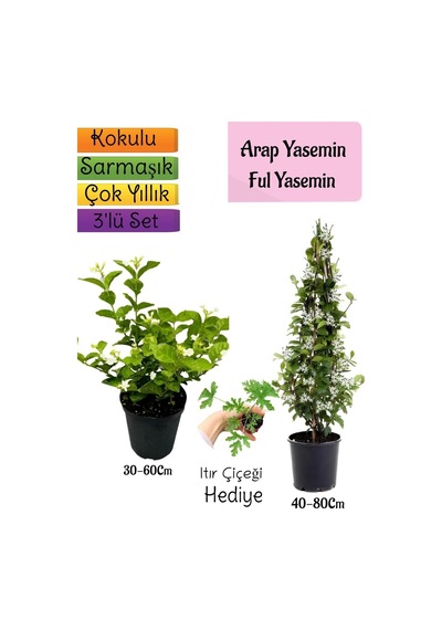 Kokulu Arap Yasemini+ful Yasemin+ıtır Çiçeği 3'lü Bahçe Seti