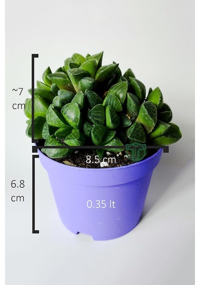 Haworthia Retusa Canlı Sukulent Ev Bitkisi 8.5 Cm Saksıda