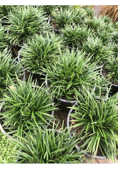 Osmanlı Çimi - Ophiopogon Japonicus - 100 Adet