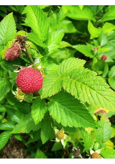 "2 Yaşında Ahududu Fidanı - Rubus İdaeus, Bahçenize Lezzet K...