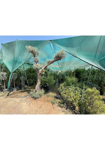 Bahçe Filesi - 95lik - Yeşil -şeritli Halkalı