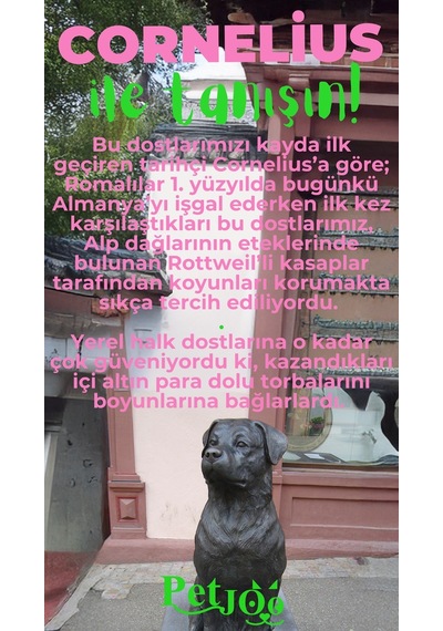 Petjoo 20.Cornelius Yeşil-Pembe Qr'lı Köpek Künyesi