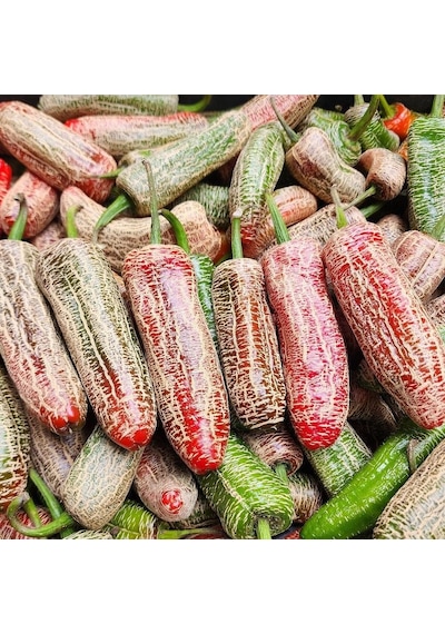 Nadir Ata Tohum Jalapeno Farmers Biber Tohumu 10 Tohum