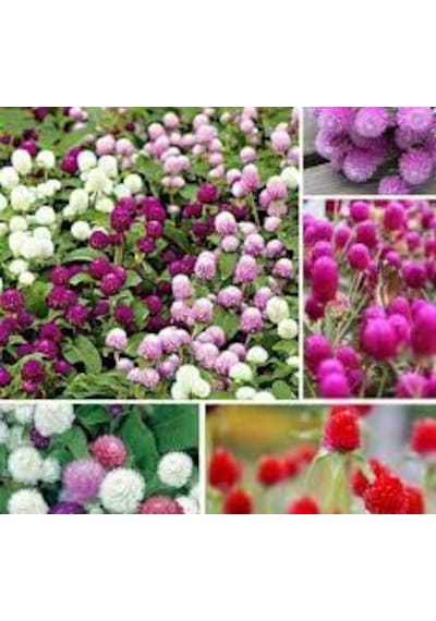 15 Adet Tohum Nadir Hanım Düğmesi Çiçeği Tohumu Saksı Topraklı